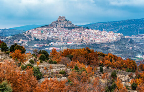 Morella