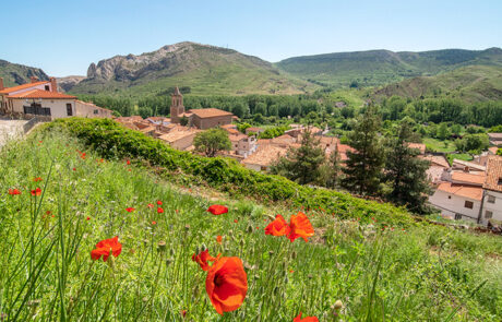 Aliaga