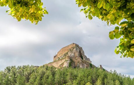 Morella